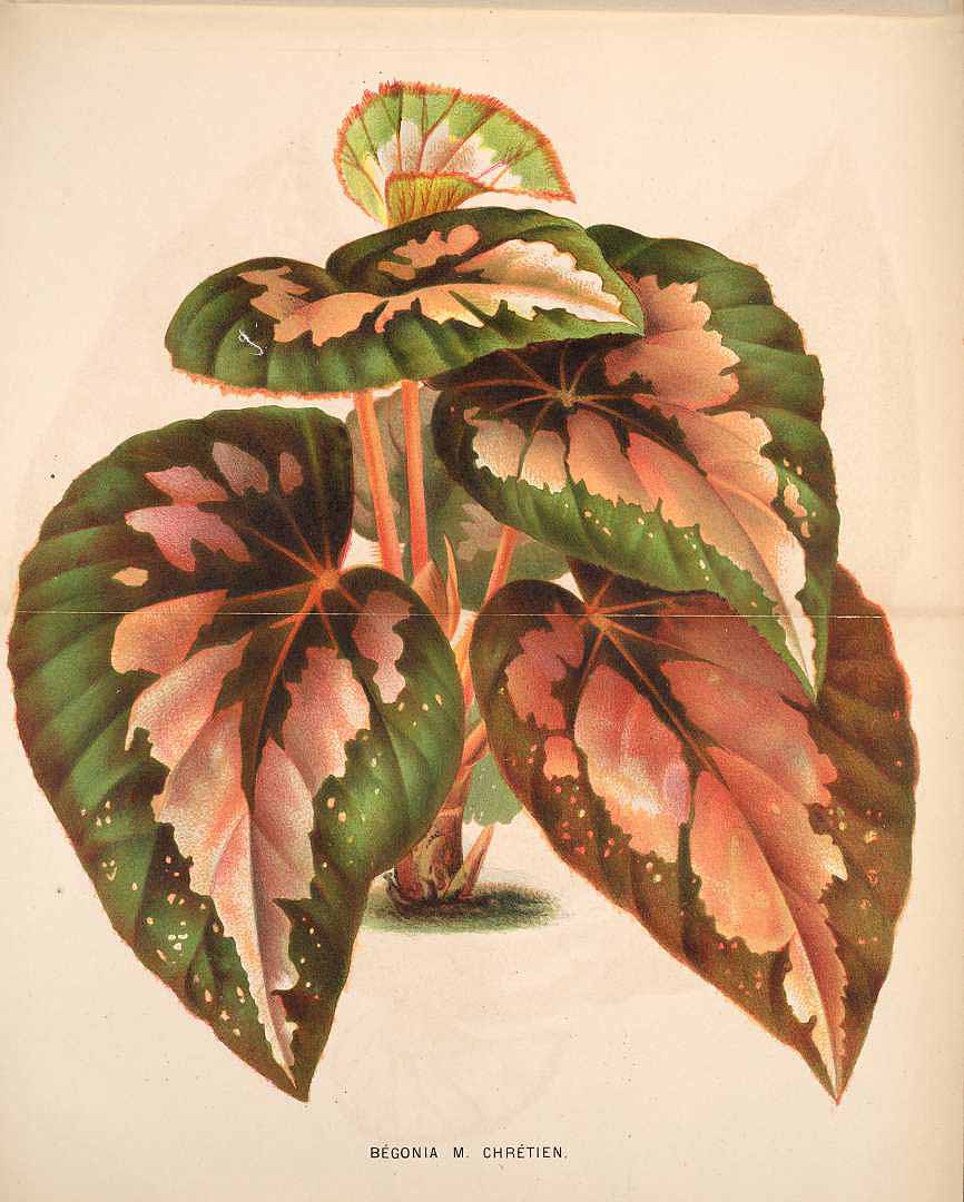 B. ‘Mons. Chretien’